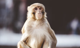 Integer euismod lacus luctus magna